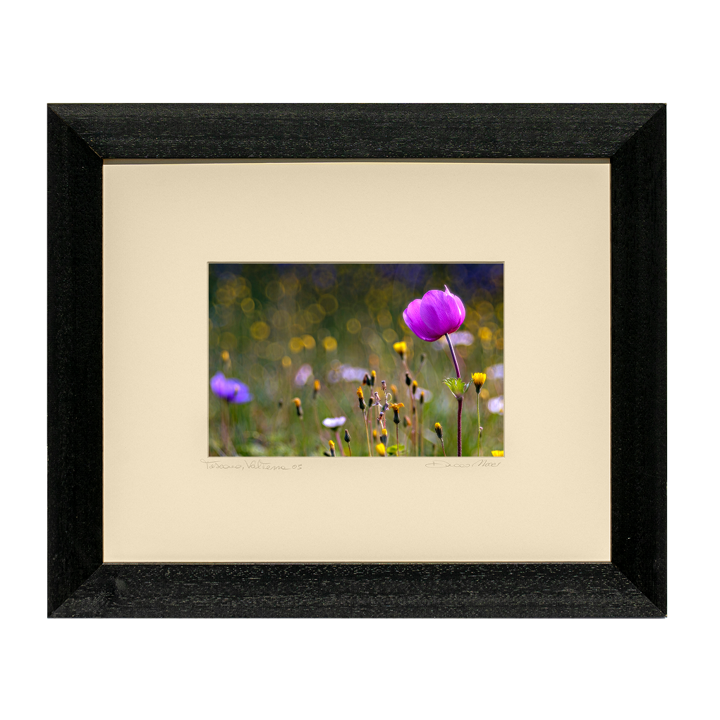 Tuscan Dawn Anemone