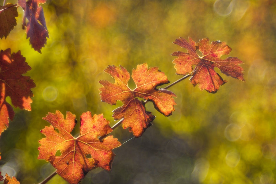 Foglie di vite d'autunno