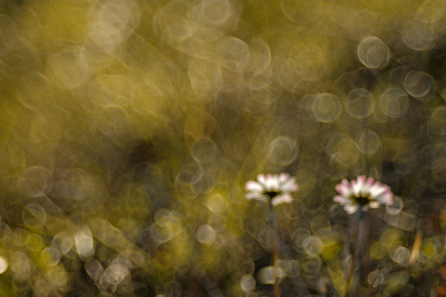 Chamomile