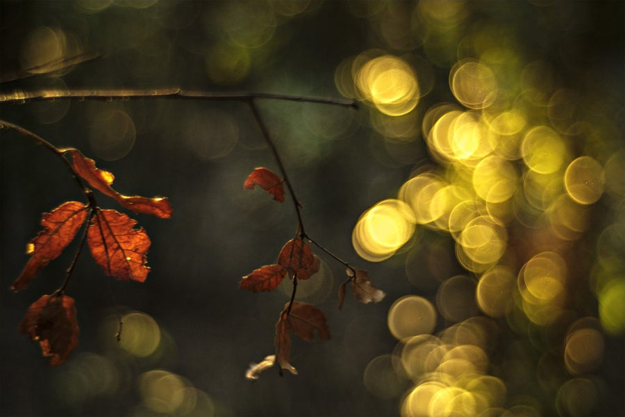 Crimson Maple Veil