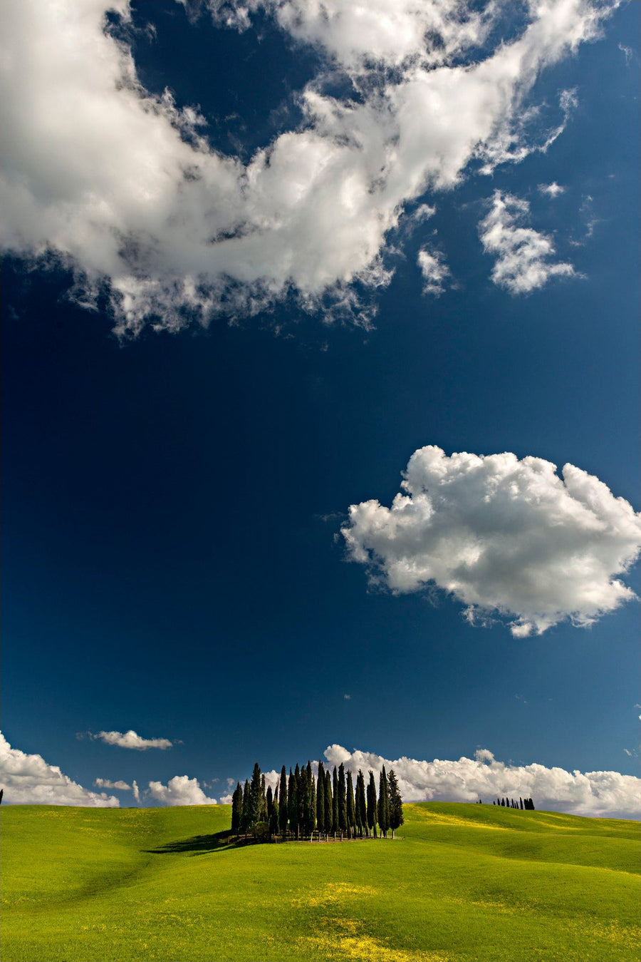 Cypress Island - Vertical