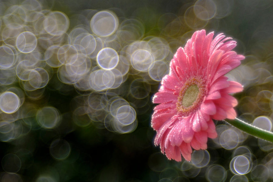 Il valzer mattutino della gerbera