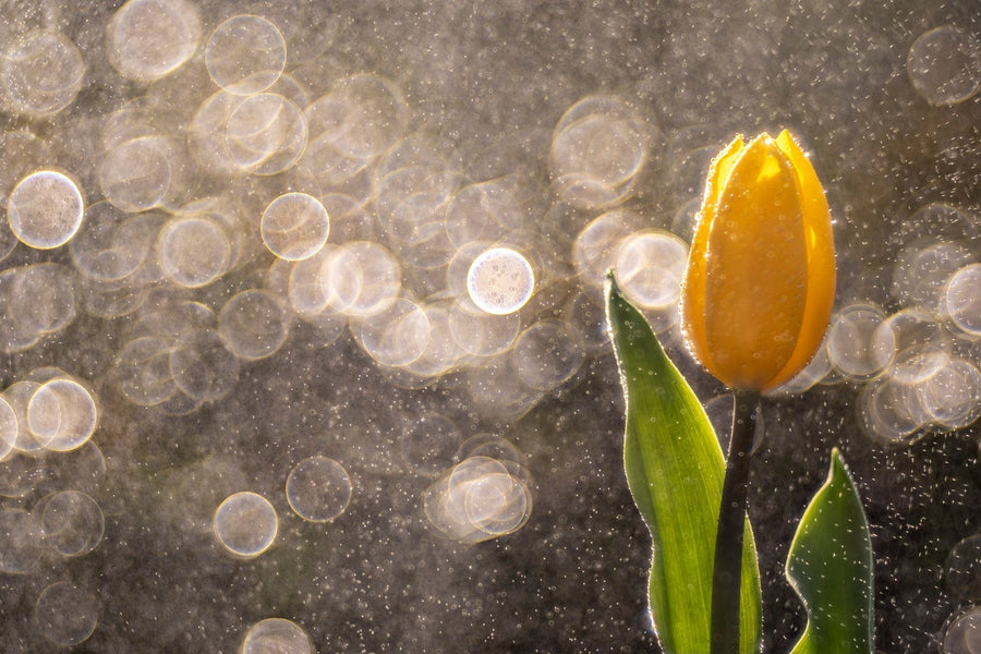 Tulipano dorato sotto la pioggia - Orizzontale