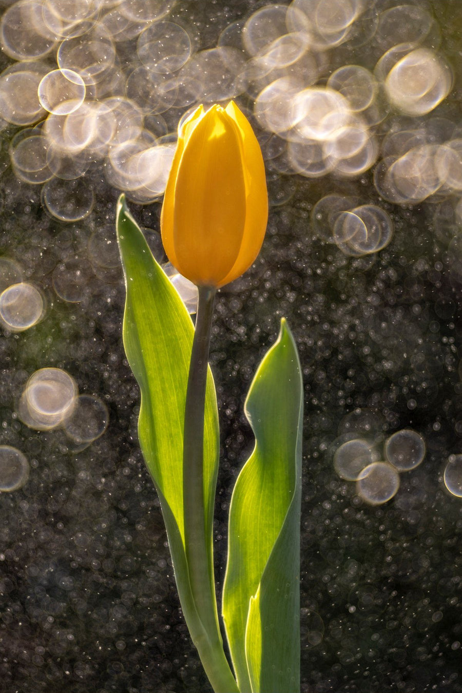 Tulipano dorato sotto la pioggia