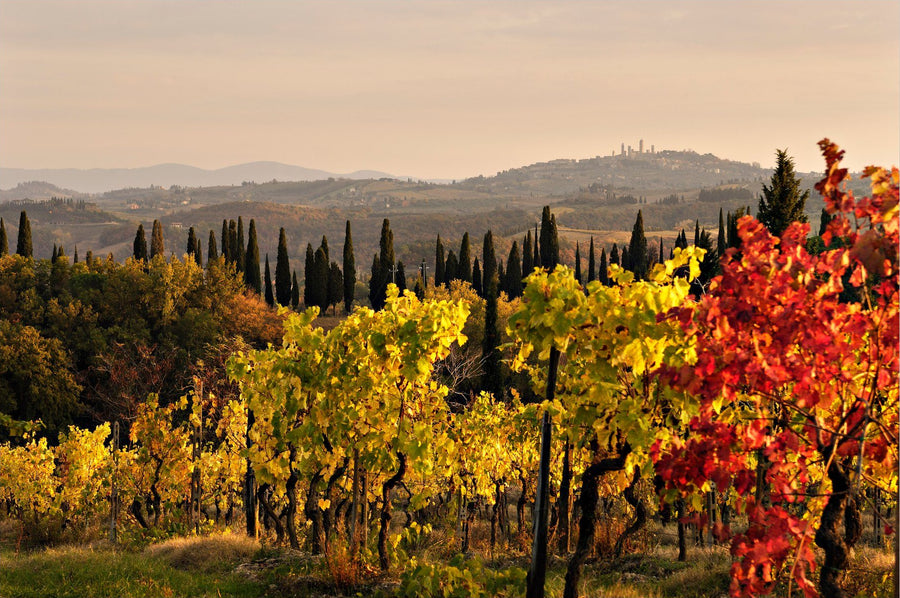 Golden Vines