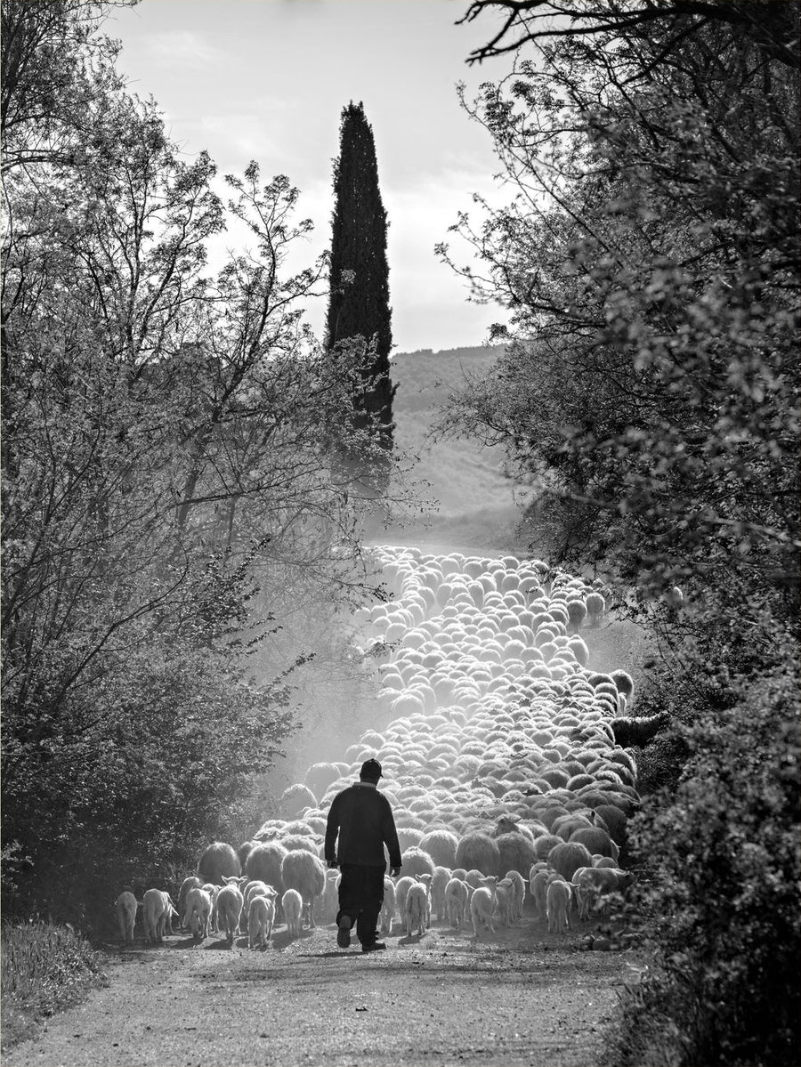La via del gregge