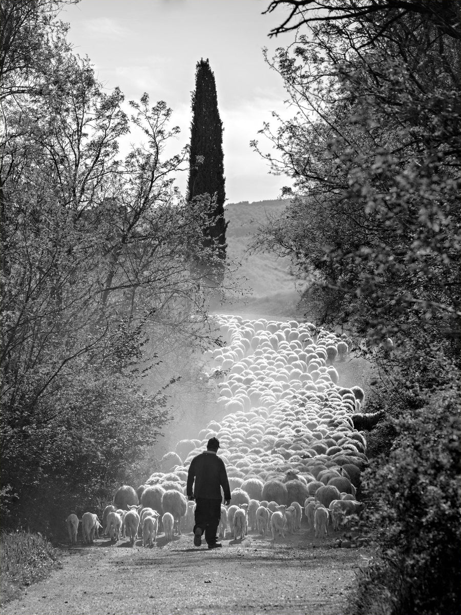 La via del gregge