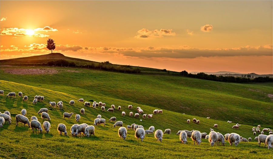 The Pasture at Sunset