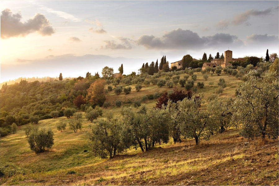 La quiete degli ulivi