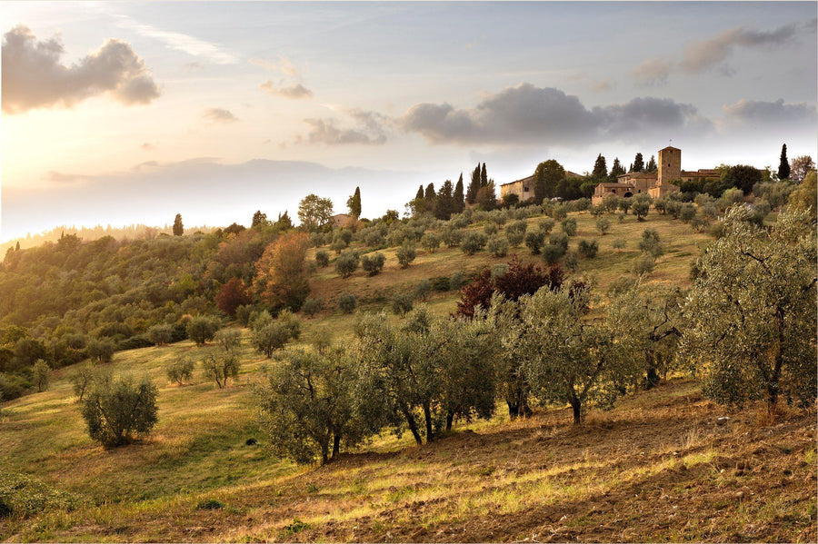 The Quiet of the Olives
