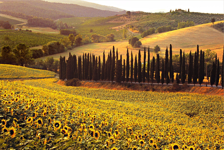The Sunflowers of Chianti