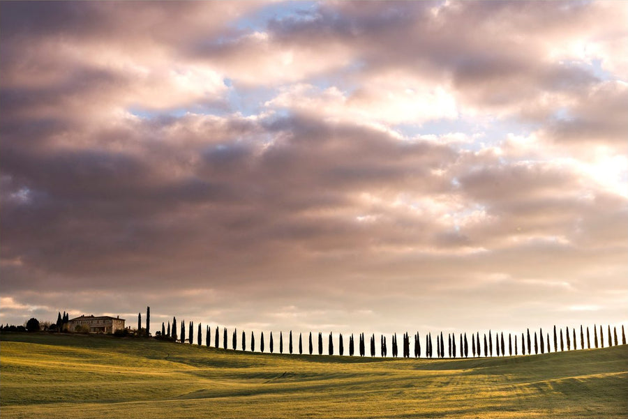 Timeless Cypress