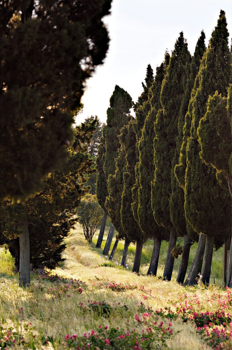 Tuscan Path