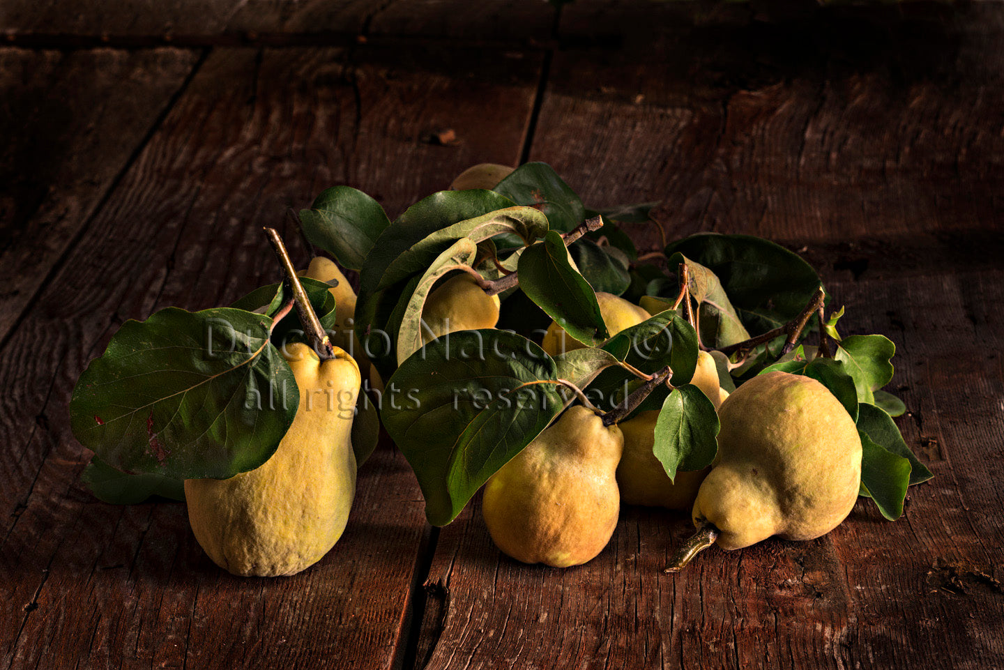 Time of the Quince - Duccio Nacci