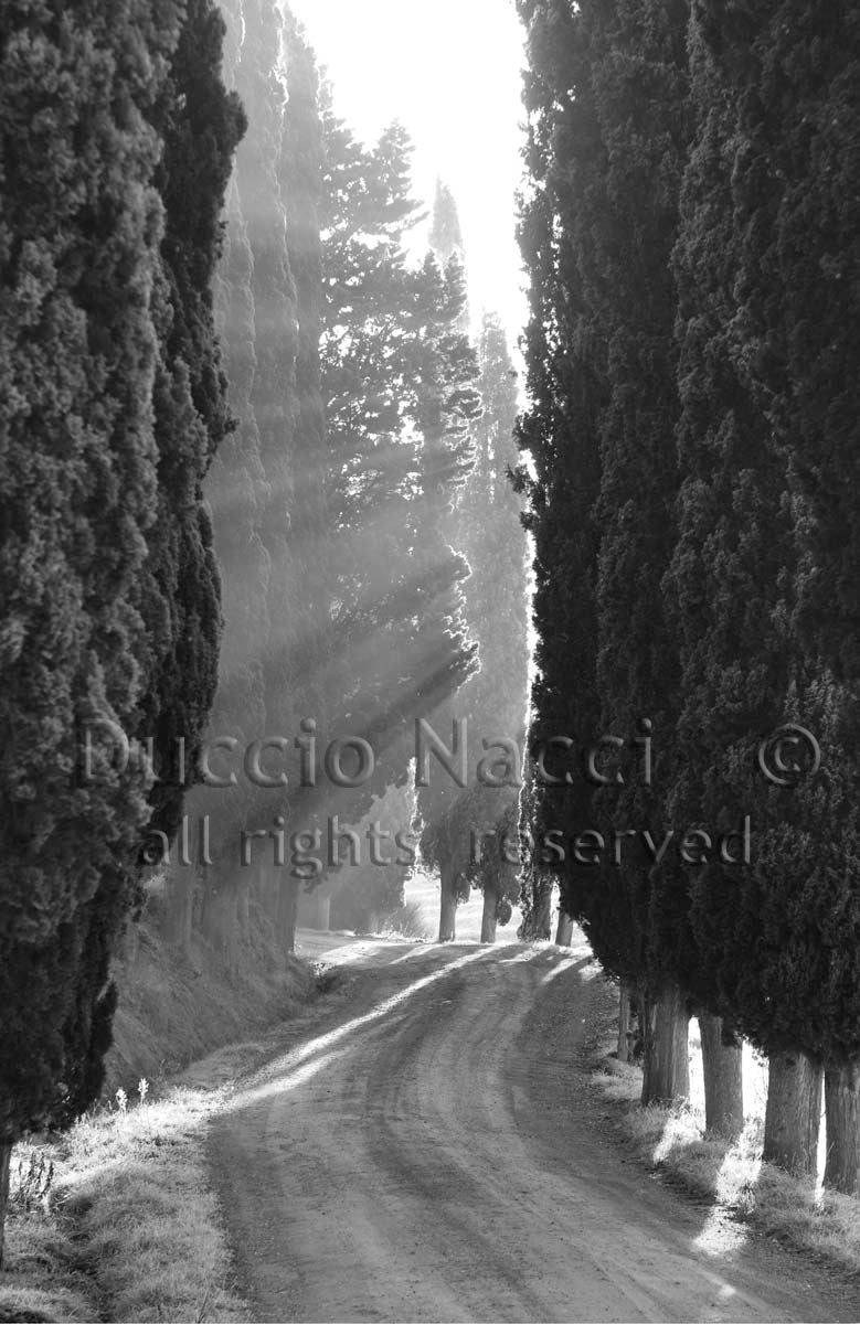 Echo of Lights - Duccio Nacci