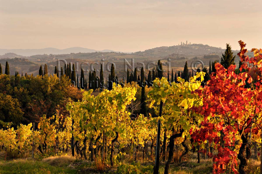 Vignes dorées