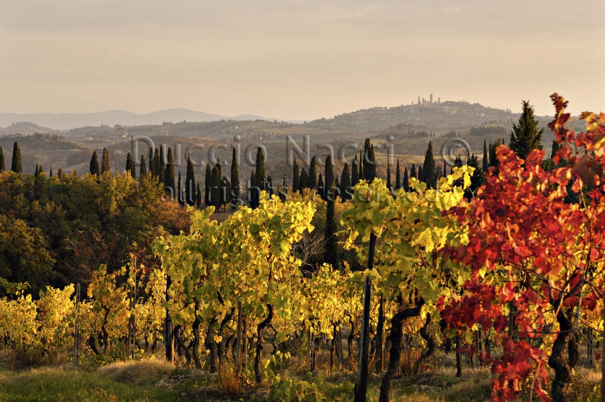 Golden Vines (Copia) - Duccio Nacci
