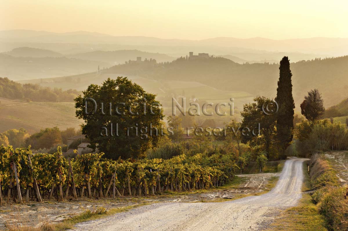 The Road to Strozzavolpe (Copia) - Duccio Nacci