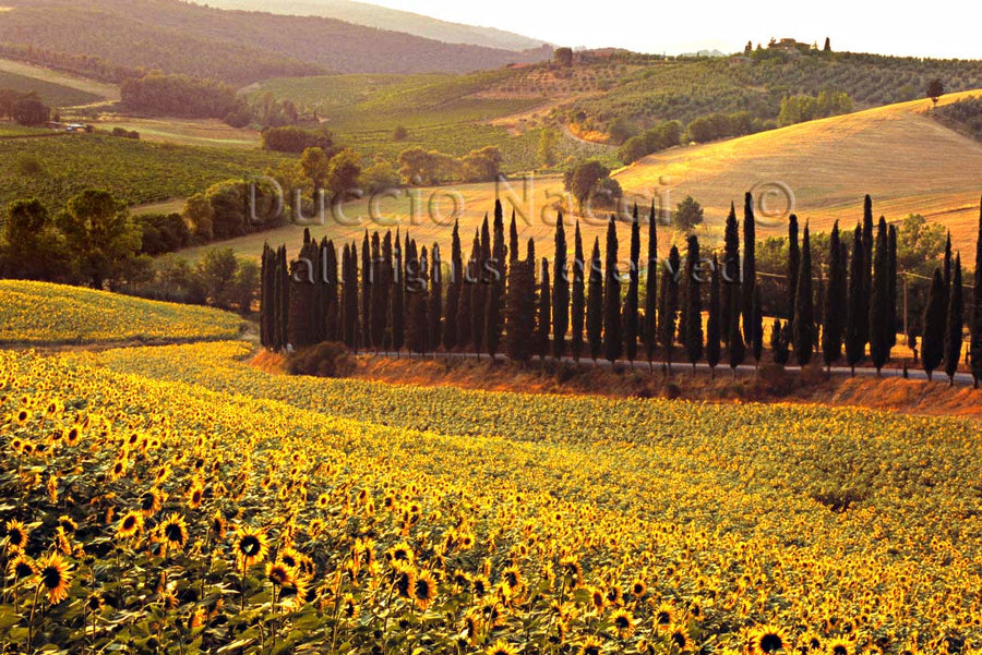 Les Tournesols du Chianti