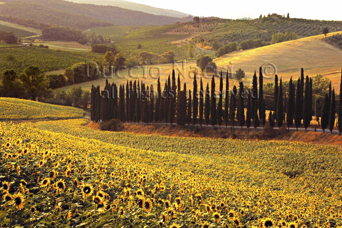 The Sunflowers Chanti (Copia) - Duccio Nacci