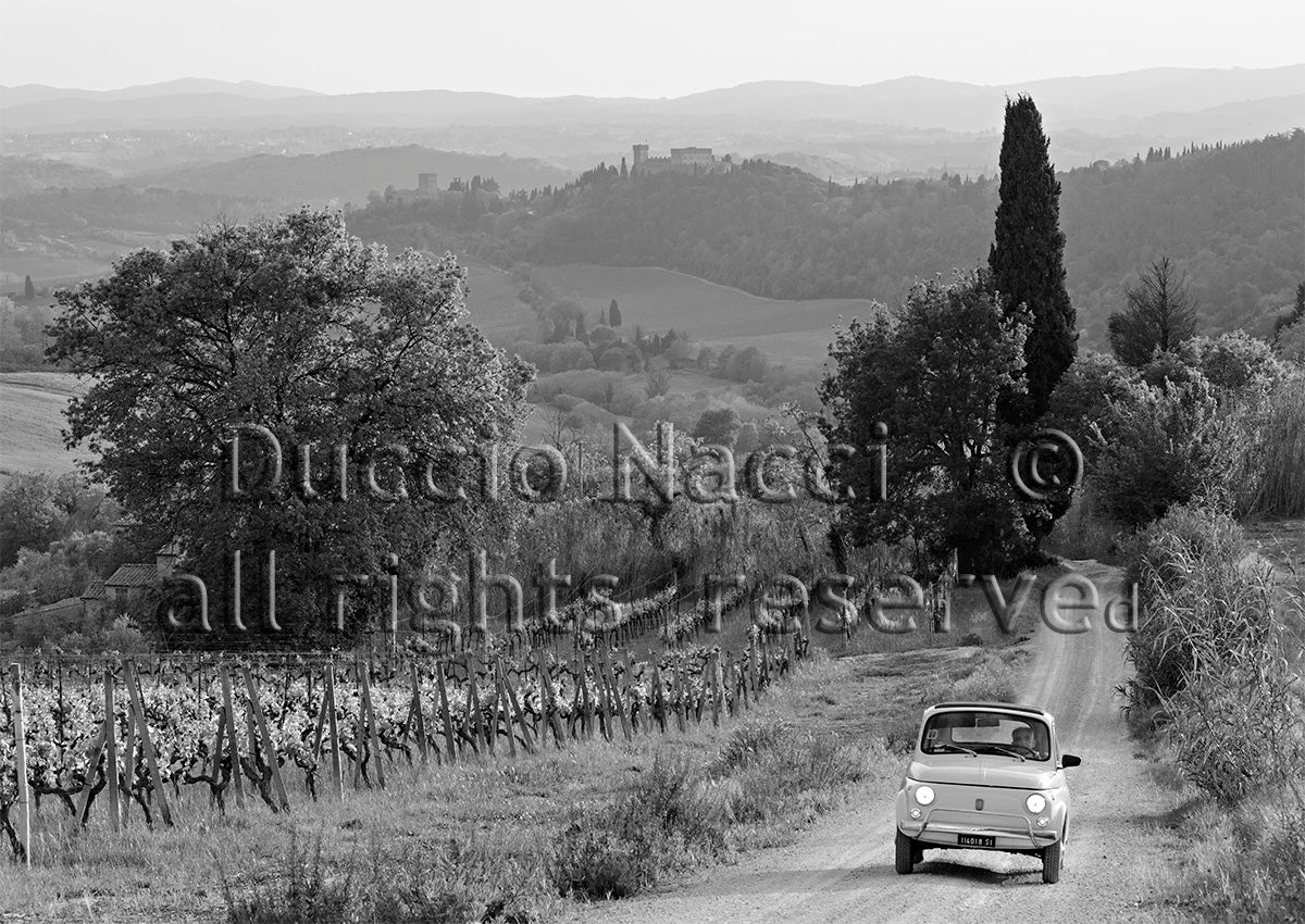Journey through the  Vineyards - Duccio Nacci