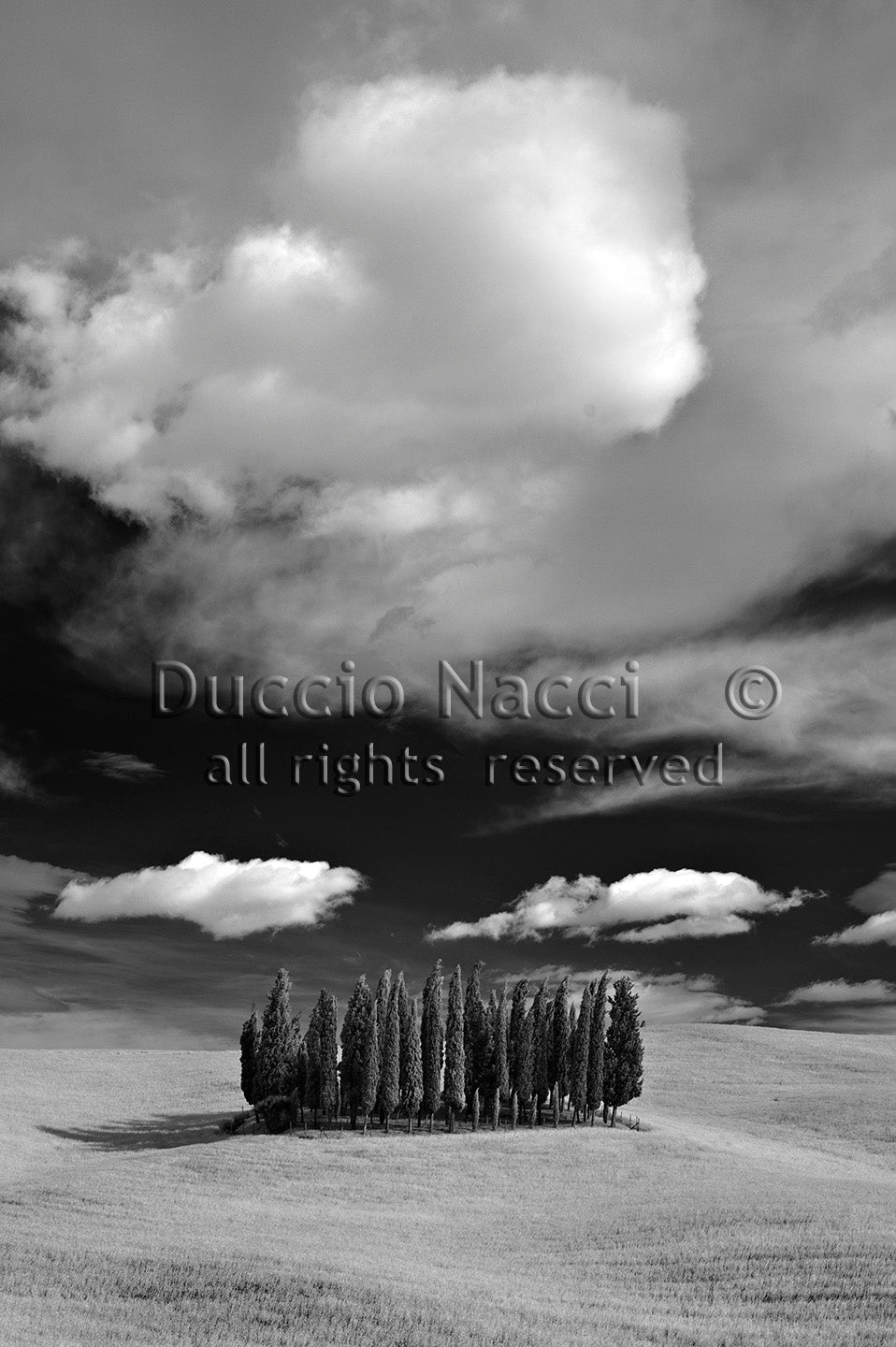 Cathedral of Cypress - Vertical - Duccio Nacci