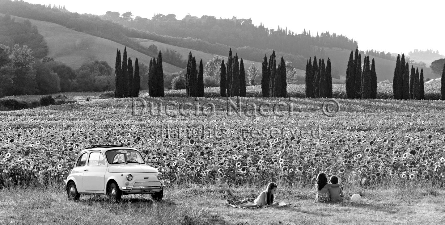 The Road of Sunflowers - Duccio Nacci