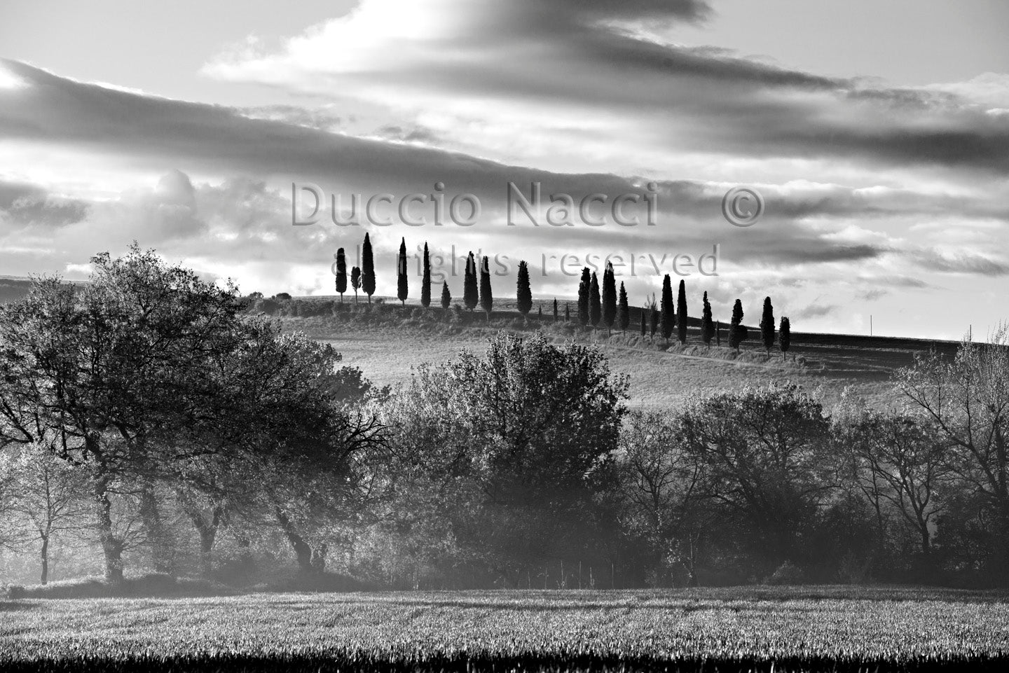 The Hill of Cypresses - Duccio Nacci