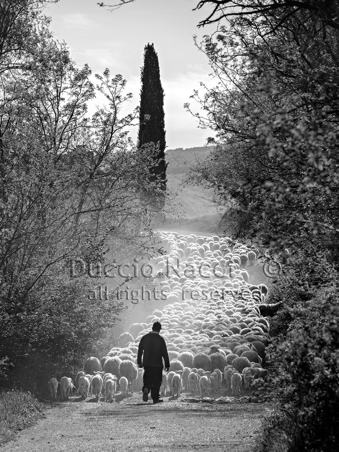 The Flock's Way - Duccio Nacci