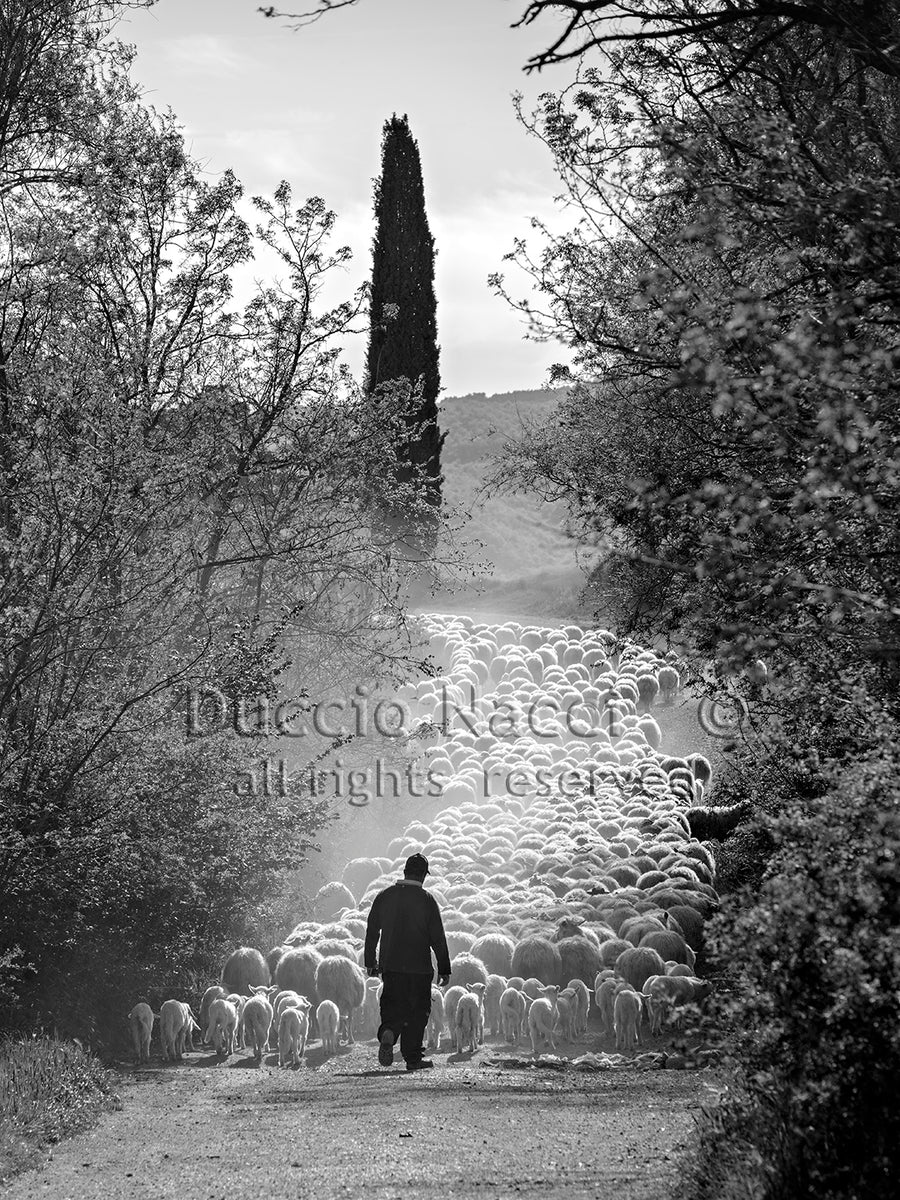 Le Chemin du troupeau