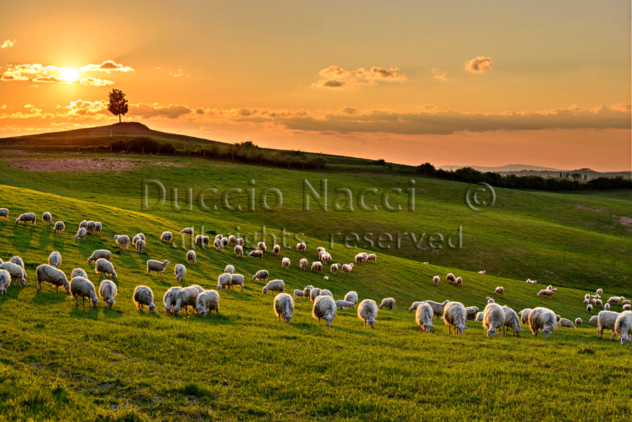 Le Pâturage au coucher du soleil
