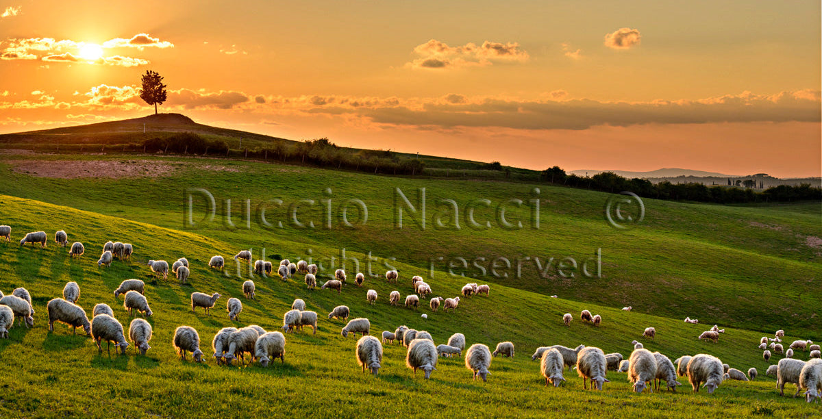 The Pasture at Sunset (Copia) - Duccio Nacci