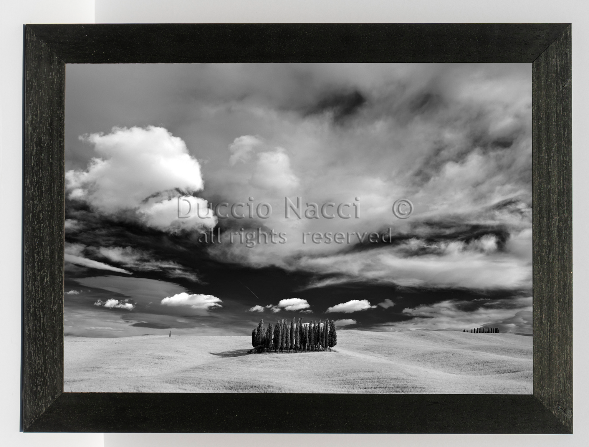 Cathedral of Cypress - Orizontal - Duccio Nacci