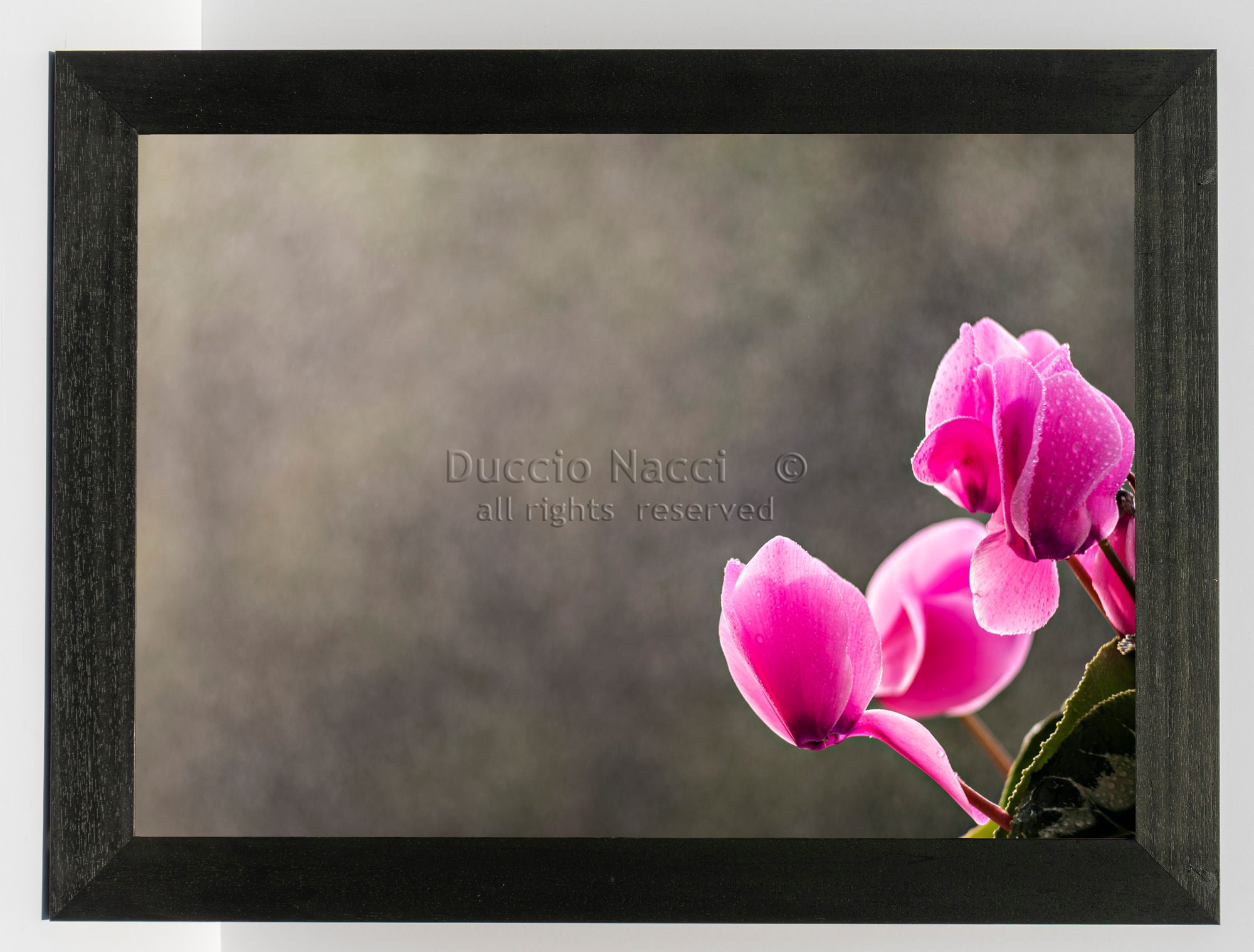 Pink Cyclamen Blooms - Duccio Nacci