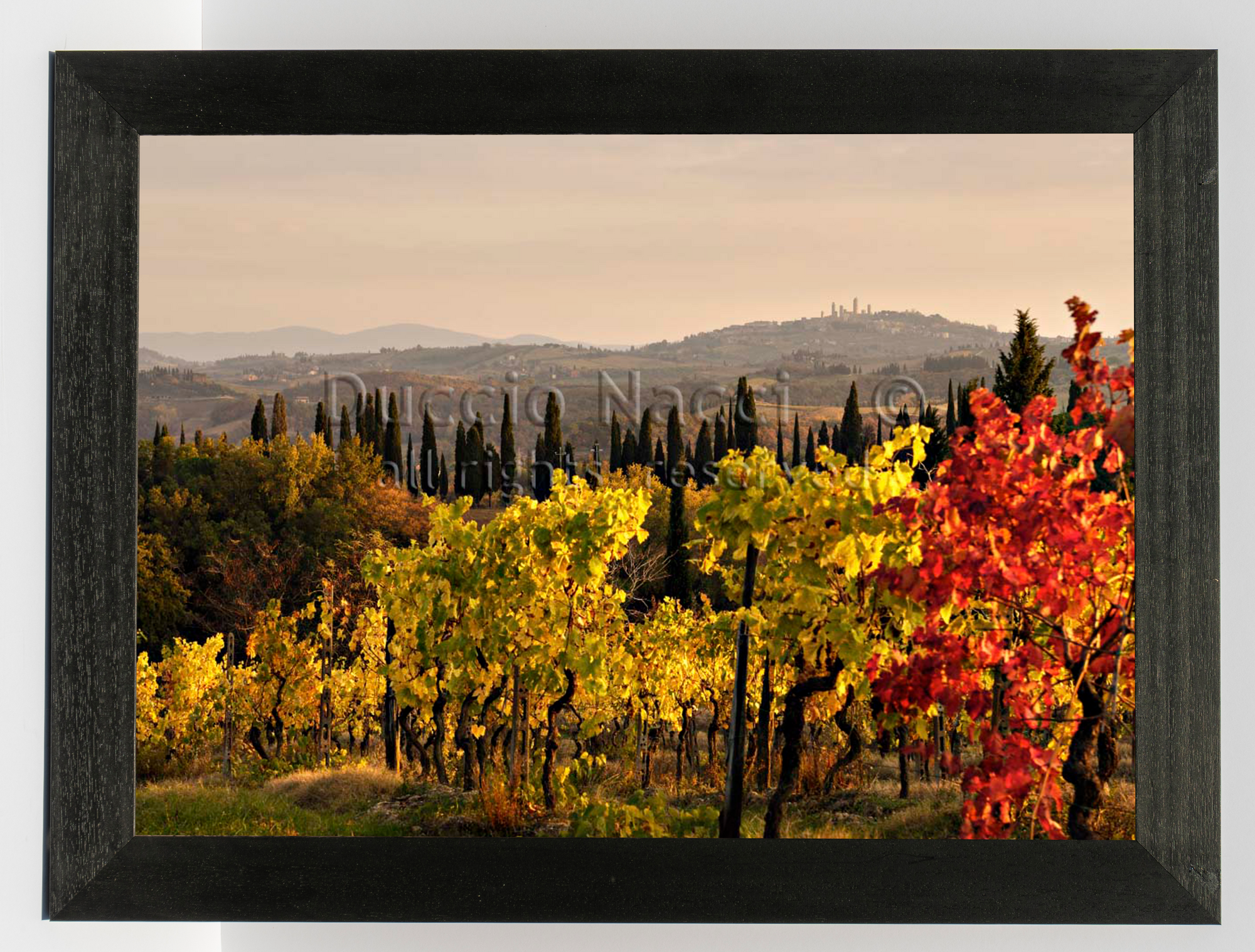 Golden Vines (Copia) - Duccio Nacci