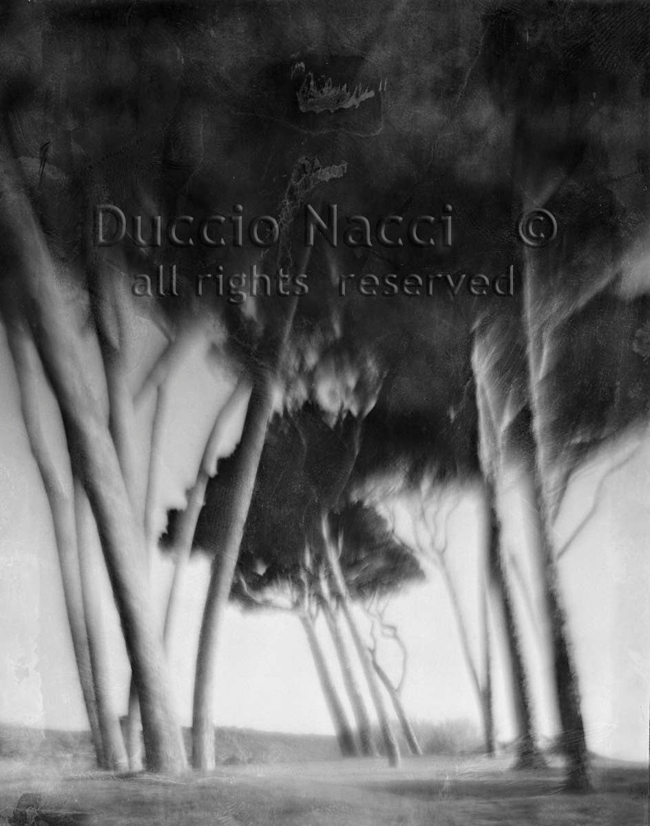 Whispering Pines - Duccio Nacci