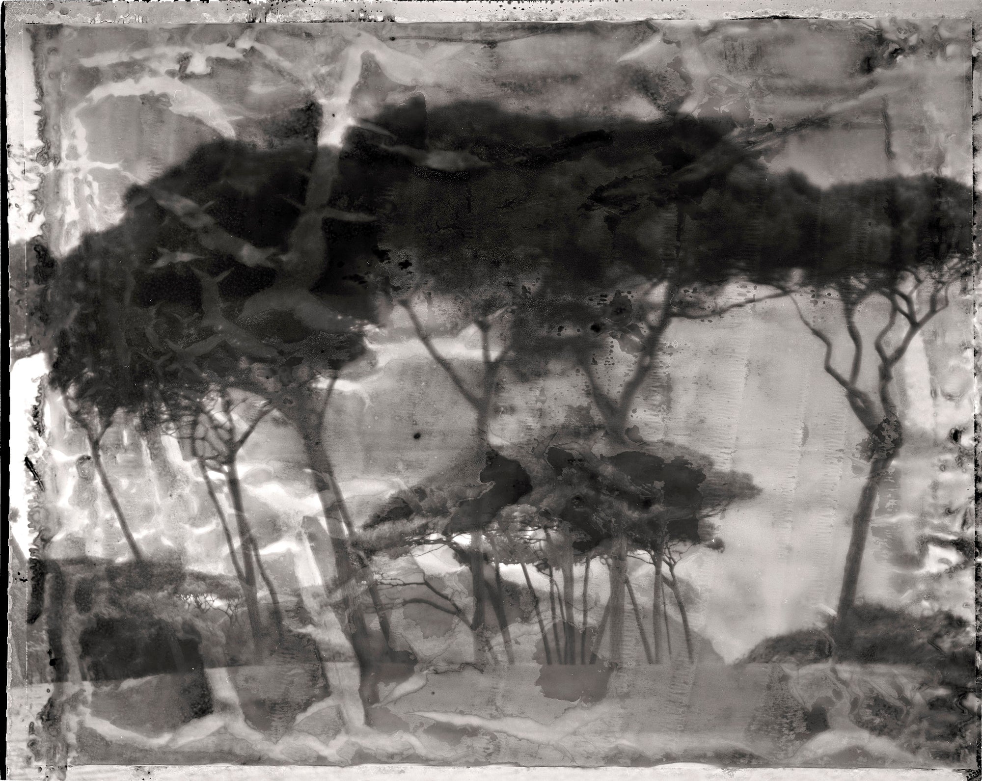 Tree of the Soul - Duccio Nacci