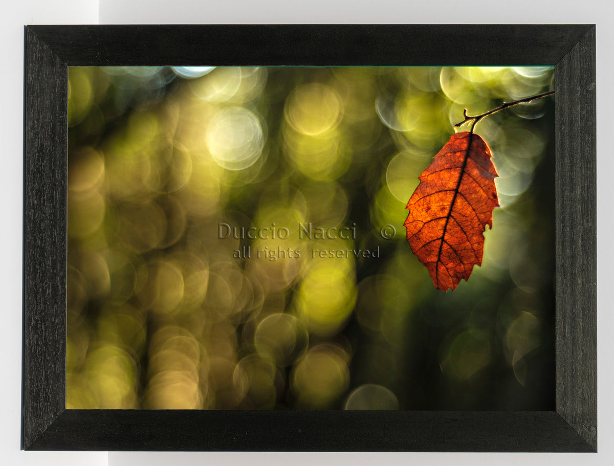 Autumn Leaf