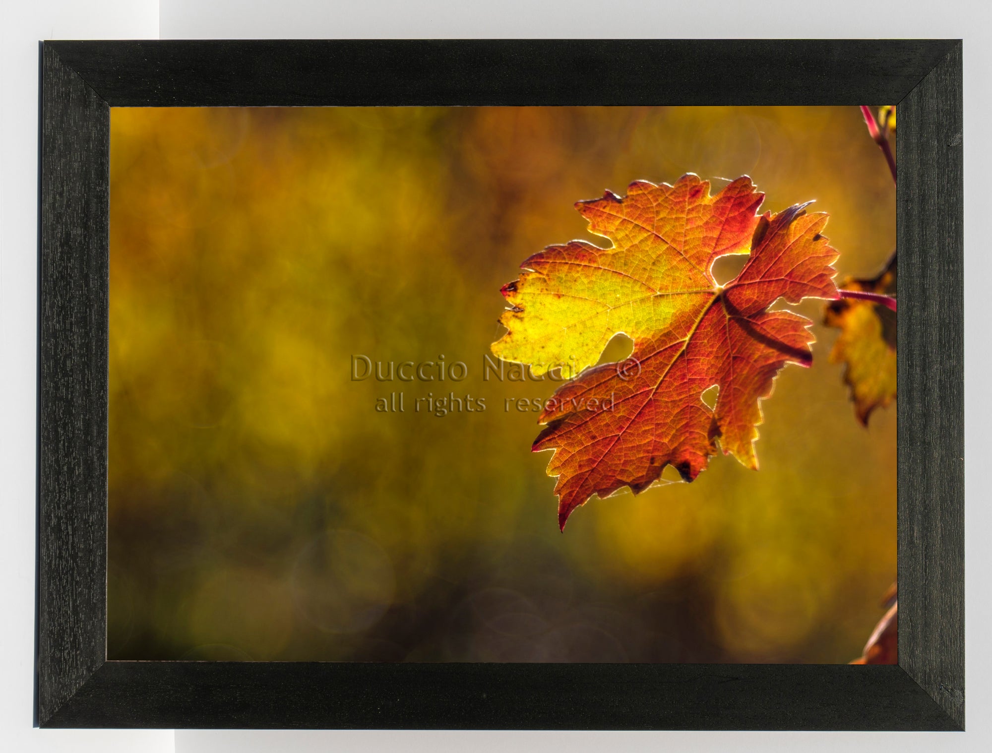 Vine Leaf - Duccio Nacci