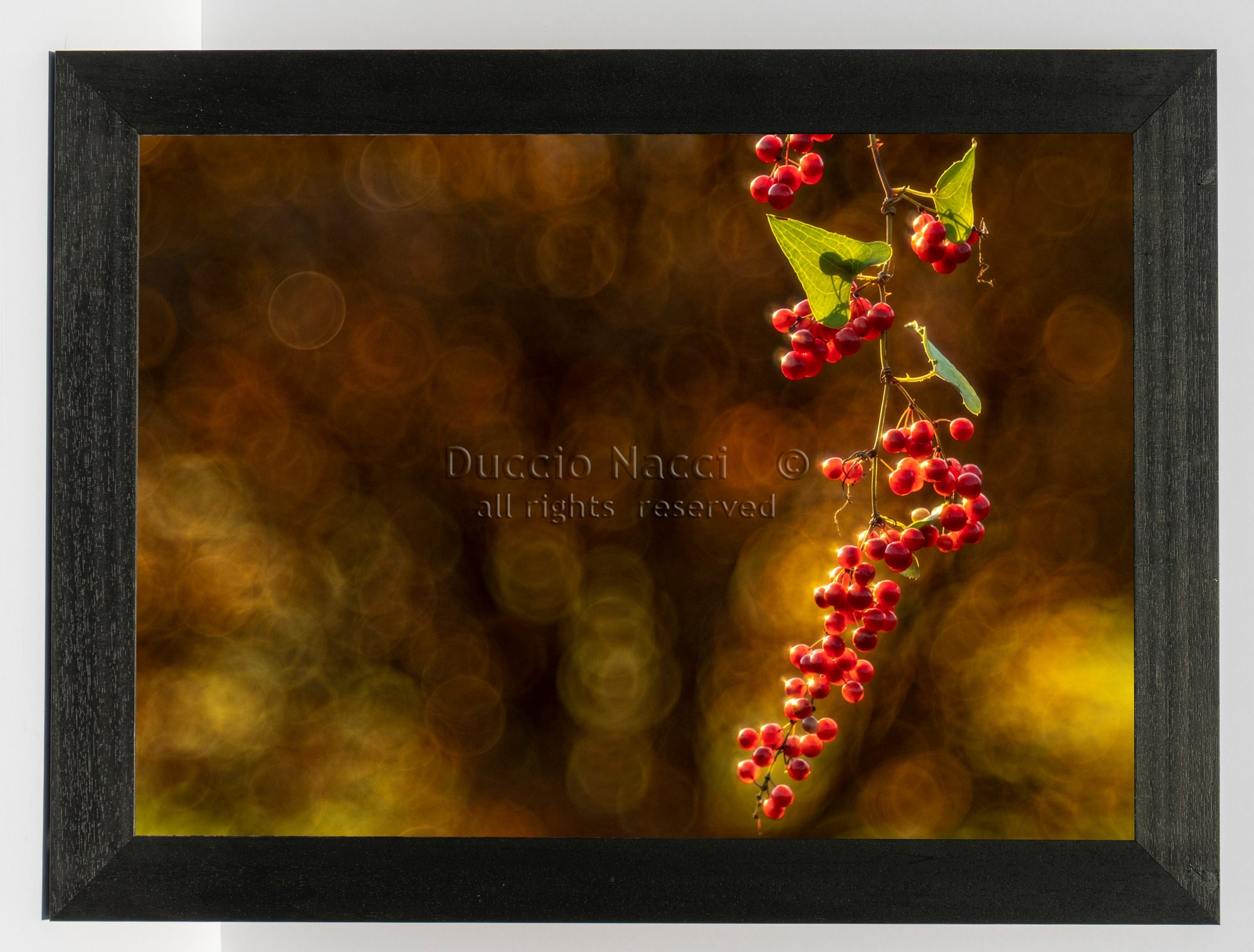 Fiery Red Berries - Duccio Nacci