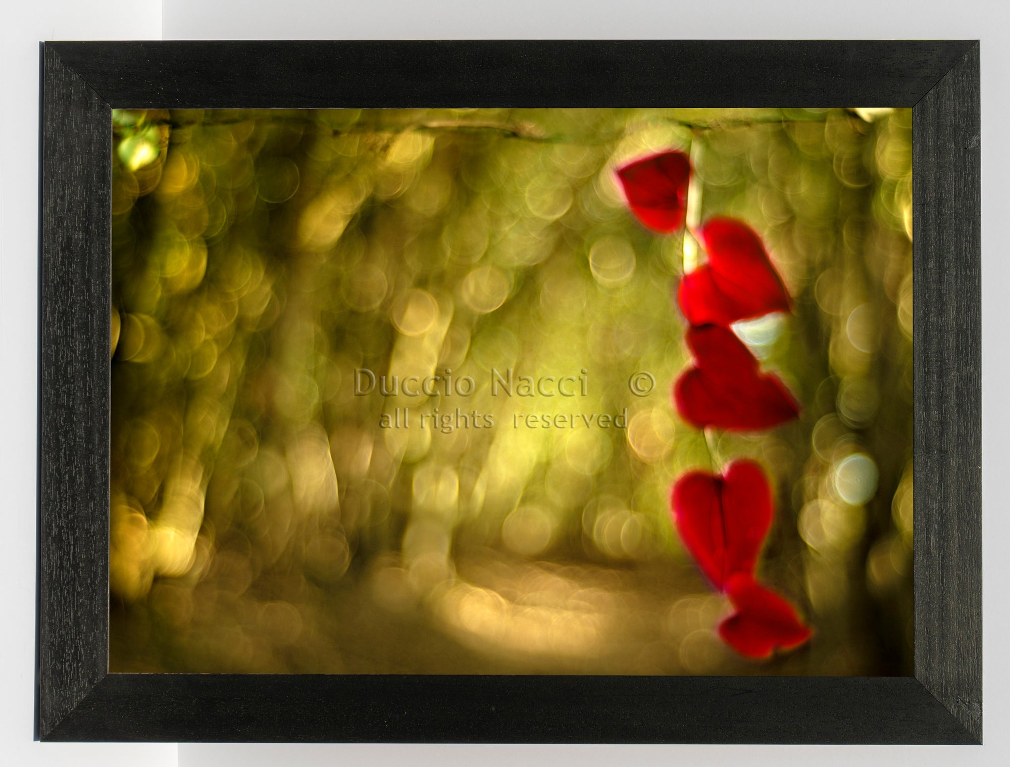 Red Hearts - Duccio Nacci