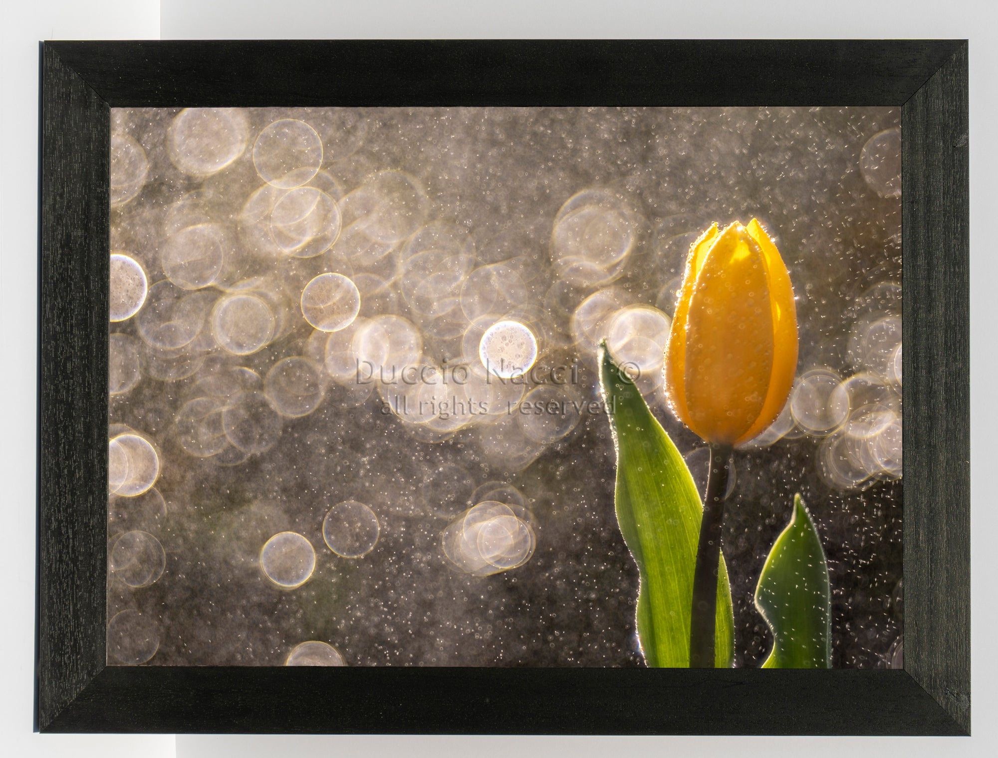 Golden Tulip in the Rain - Horizontal - Duccio Nacci