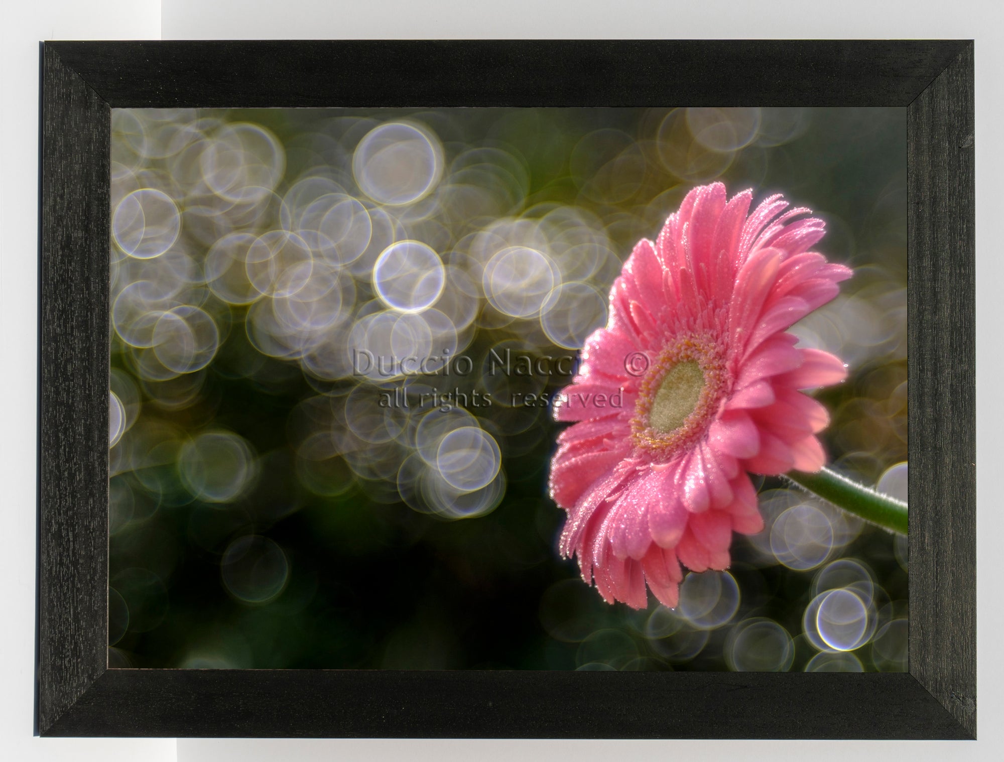 Gerbera’s Morning Waltz - Duccio Nacci