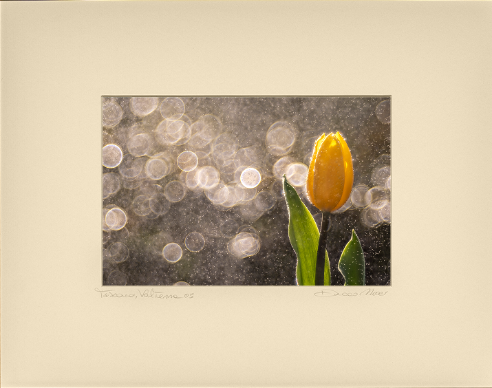 Golden Tulip in the Rain - Horizontal - Duccio Nacci