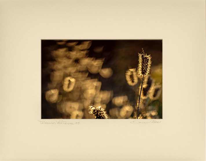 Foxtail Grasses - Duccio Nacci