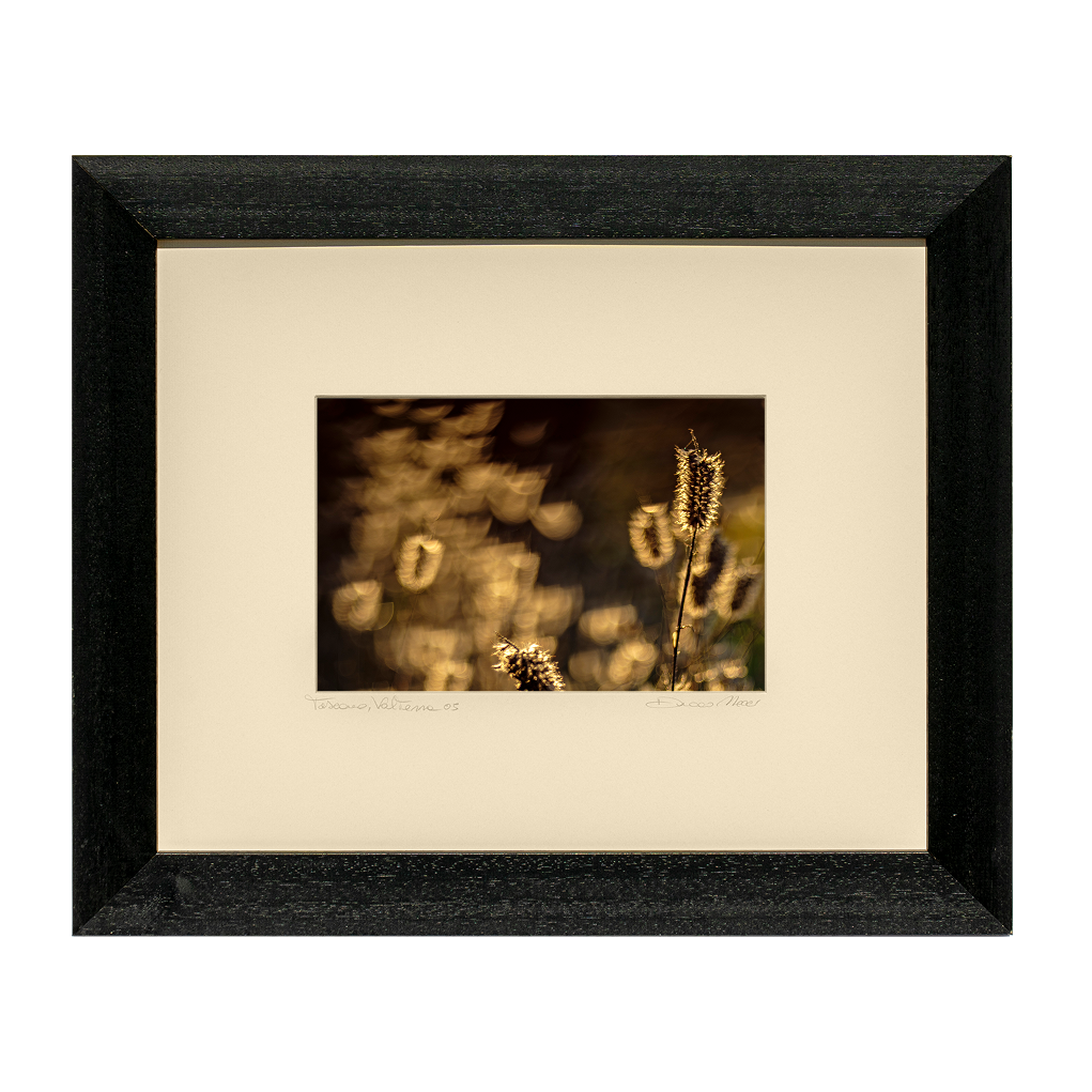 Foxtail Grasses - Duccio Nacci