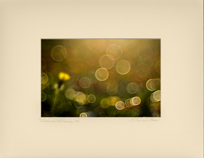Yellow Hawkweed Bud - Duccio Nacci