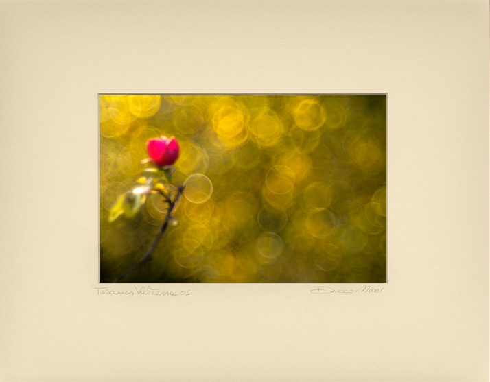 Moonlit Meadow Lily - Duccio Nacci
