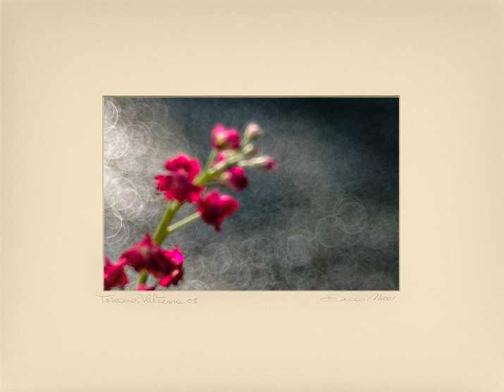 Evening Blush Rose - Duccio Nacci