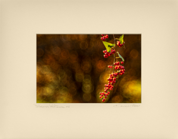 Fiery Red Berries - Duccio Nacci